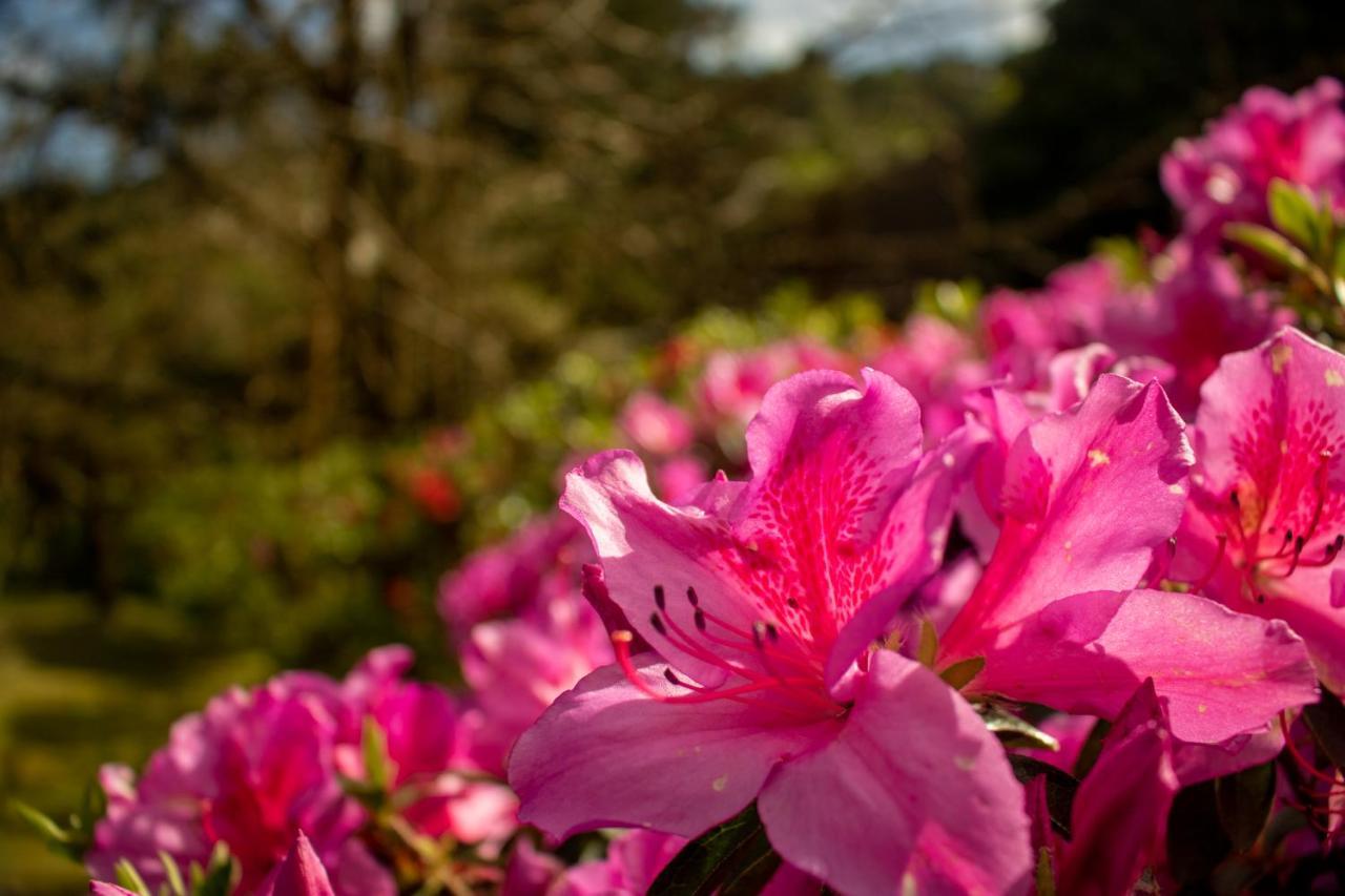 Quinta Da Mo Guest House Furnas  Exterior photo